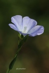 Saat-Lein (Linum usitatissimum)